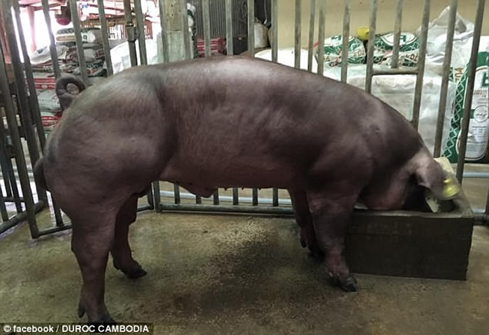 柬埔寨流出令人毛骨悚然的影片:一群小猪基因改造后竟犹如“绿巨人浩克”