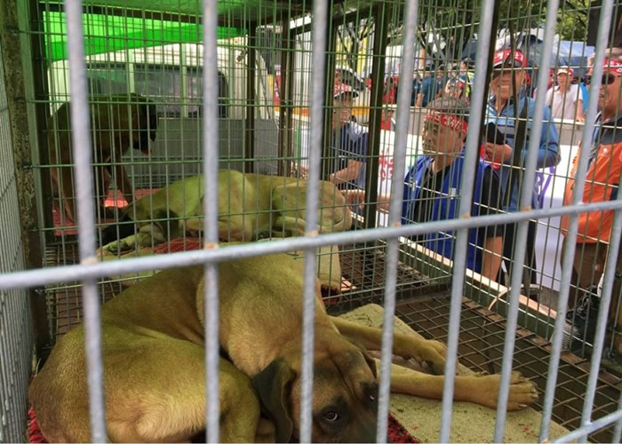 狗贩认为,动物权益组织破坏他们的生计。