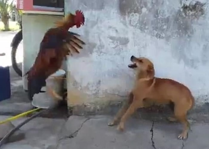 ����չ�����ҹ��ơ�