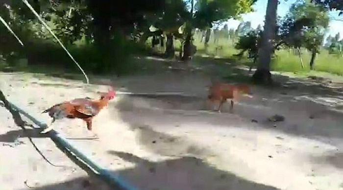 �������׷�Ź��������ܡ�