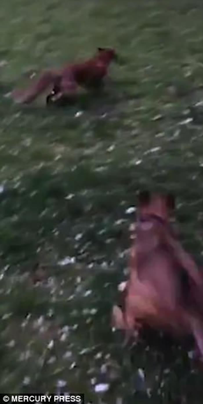 ����Ȥ�ţ�Ӣ���ո�������˹��С����Ұ�������ڹ�԰��������Ϊ������