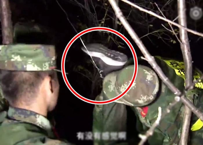 黑龙江牡丹江穆棱市男子森林设陷阱捉野生动物 被野猪吓到自己中招被倒挂