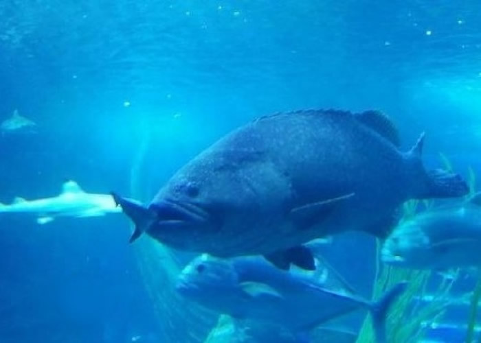 湖北武汉东湖海洋世界海底隧道巨型石斑鱼一口吞下黑鳍鲨
