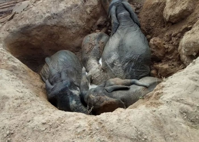 中方人员赶到现场时,5头大象已奄奄一息,生命垂危。