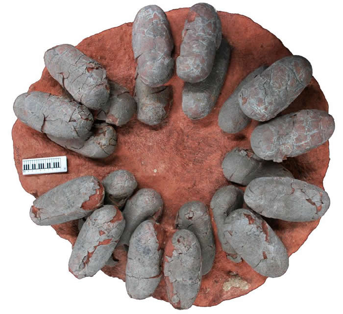 中国境内发现的化石巢属于偷蛋龙科的黄氏河源龙(Heyuannia huangi),一个生活在白垩纪晚期,长着鹦鹉喙状嘴,身覆羽毛的物种。 PHOTOGRAPH