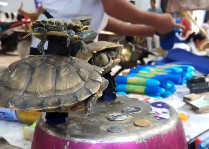 ����������̯�����������̡�