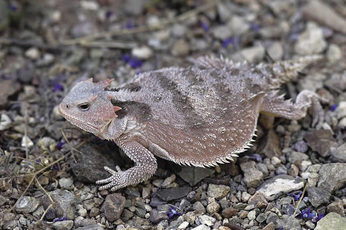 ������ɣ���ݵĿ�������ɽ��Catalina Mountains������Ӱ����׽��һֻɽ�̽������Ӱ�� PHOTOGRAPH BY KIKE CALVO, NATI