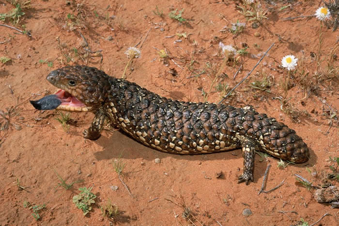 ��ֻ���޵��ɹ������ڰڳ��������ơ� PHOTOGRAPH BY MICHAEL AND PATRICIA FOGDEN, MINDEN PICTURES, NA