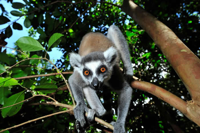 环尾狐猴生活在母系掌权的群体。 PHOTOGRAPH BY RAUL TOUZON, NATIONAL GEOGRAPHIC CREATIVE