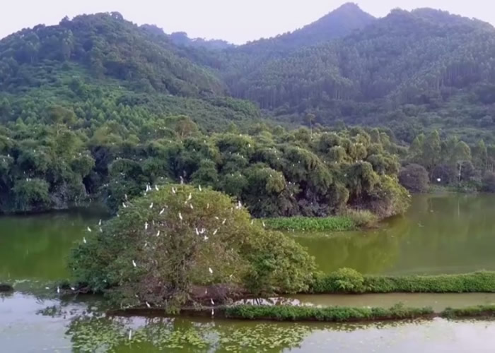 目前有上万只鹭鸟在岛上定居。