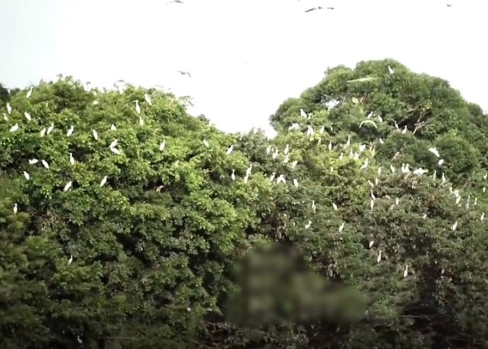 梁焕林称鹭鸟愿意留下来,都是因为该处环境好。