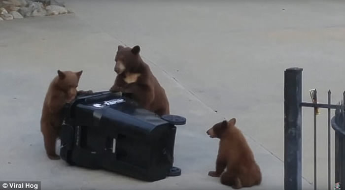 美国加州熊妈妈带小熊宝宝合力尝试翻开垃圾箱
