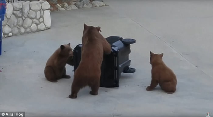 美国加州熊妈妈带小熊宝宝合力尝试翻开垃圾箱