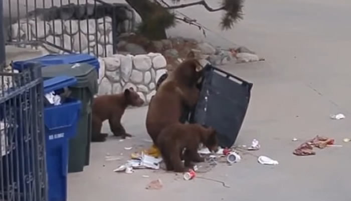 美国加州熊妈妈带小熊宝宝合力尝试翻开垃圾箱