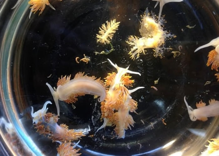 报告指日本的水生物种,已大规模漂流到美国。