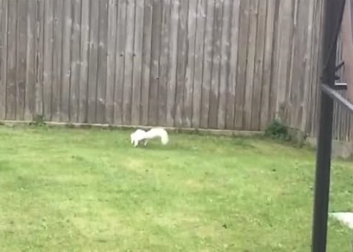 ȫӢ����50ֻ �׻��������￤�����԰��