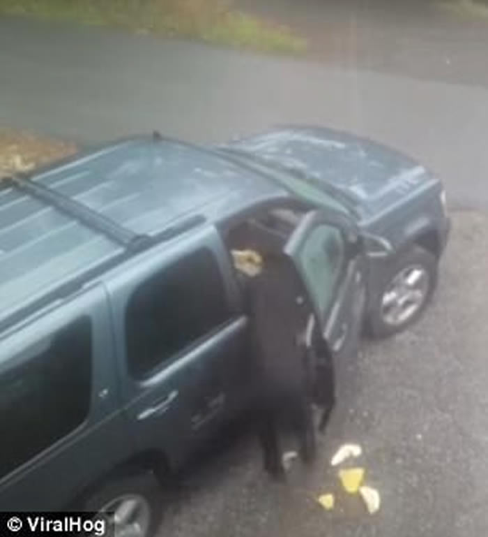 美国田纳西州男子发现一对黑熊母子闯入汽车内