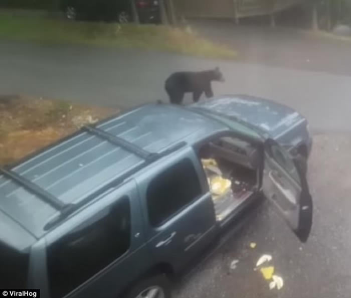 美国田纳西州男子发现一对黑熊母子闯入汽车内