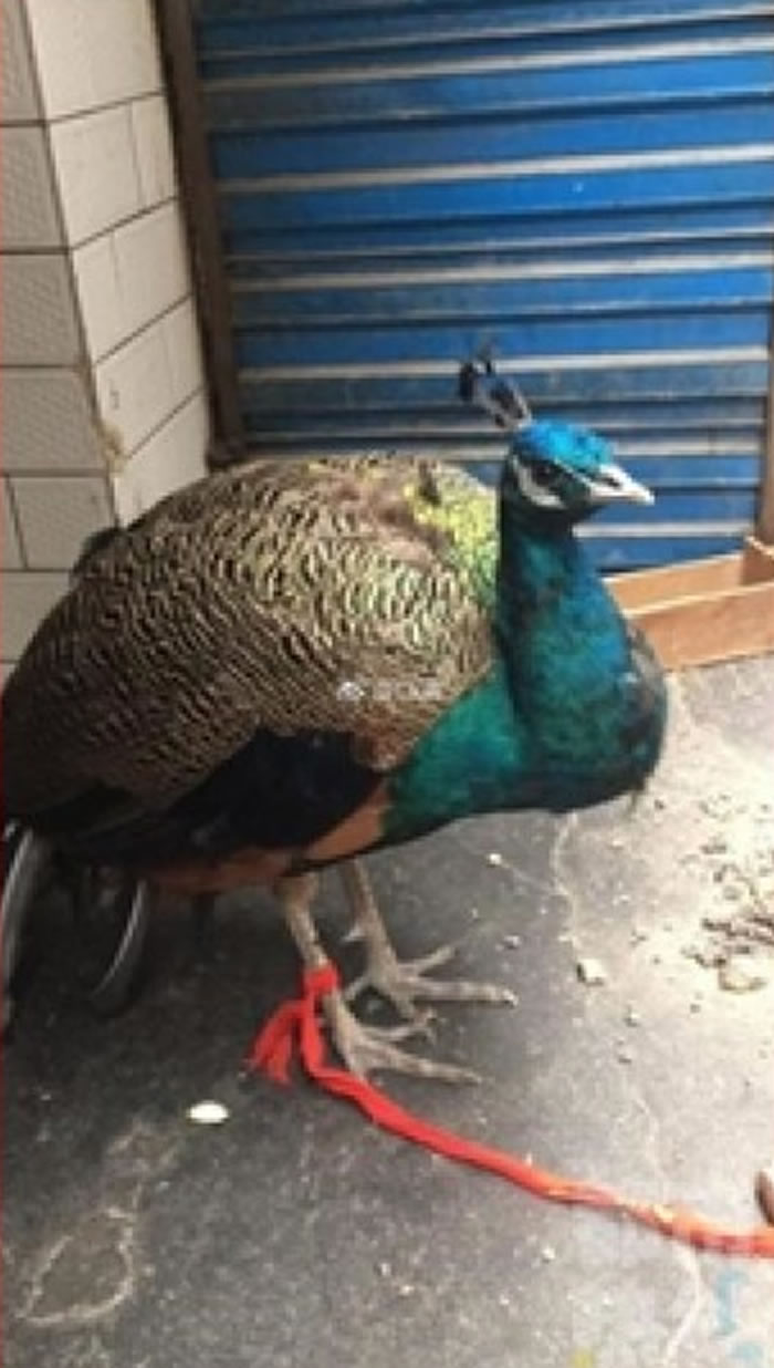 ������������������Լ�¶̨��ֲ����������ȸ