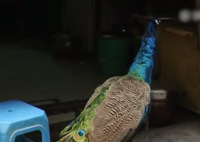 ֣�н���ȸ��¶̨�������档