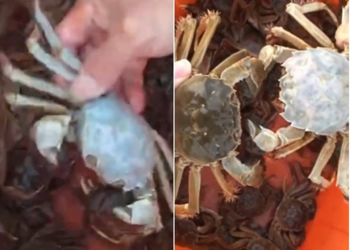 白蟹除颜色有异,与其他大闸蟹结构无什么分别。