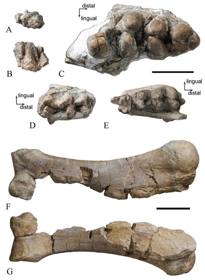 武山地区长鼻类化石材料:杨坪地点嵌齿象未定种臼齿(A,B);南峪地点同心铲齿象近亲种臼齿(C)及肱骨(F,G);康坪地点葛氏铲齿象牙齿(D,E)(孙博阳供图)