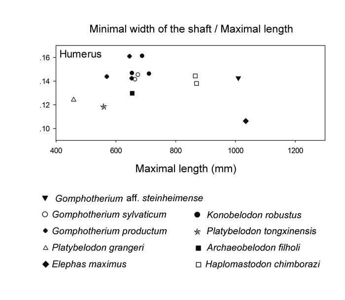 长鼻类肱骨粗壮程度对比(孙博阳供图)