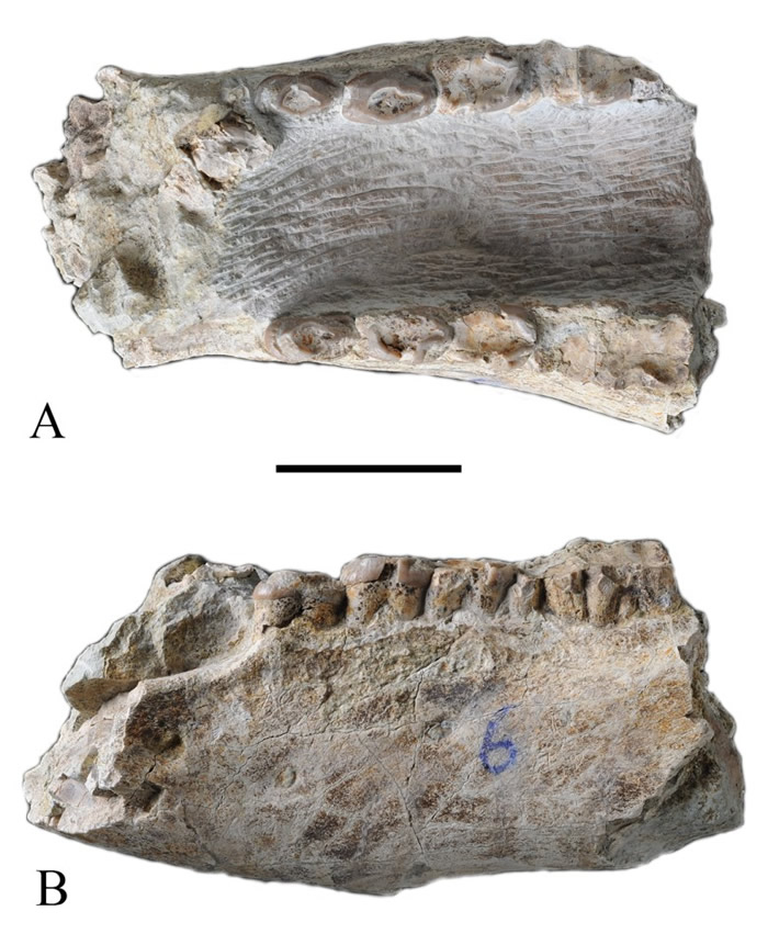 康坪地点库班猪未定种下颌(孙博阳供图)
