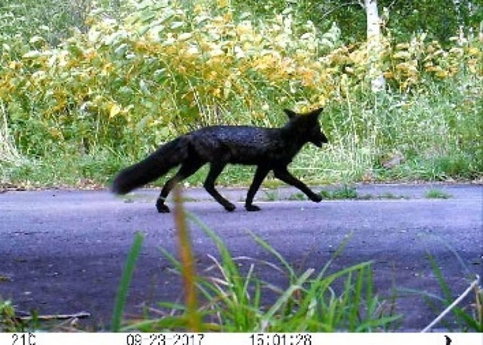 北海道早前出现黑色北狐。