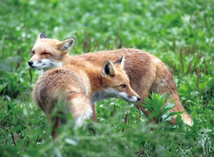 北狐的毛色普遍是淡啡色。