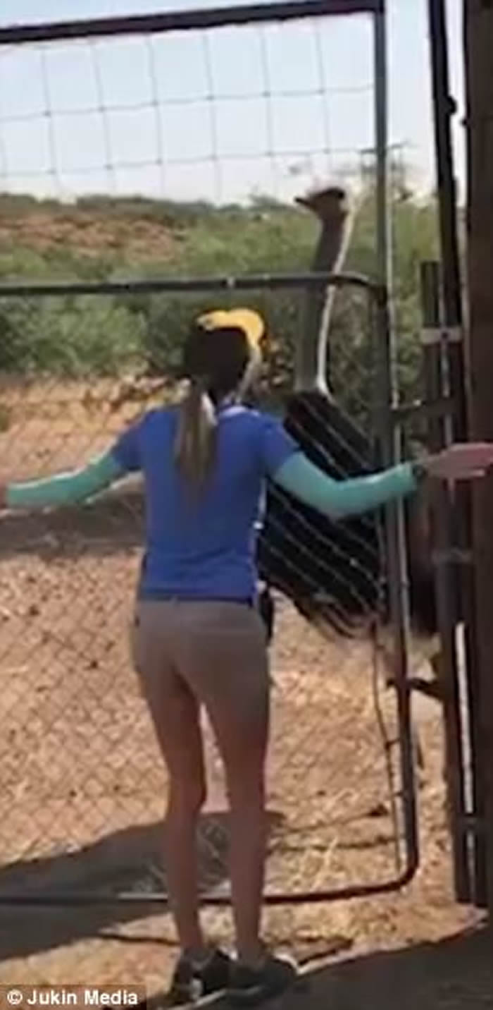 美国亚利桑那州野生动物园雄性鸵鸟求偶舞逗乐女工作人员