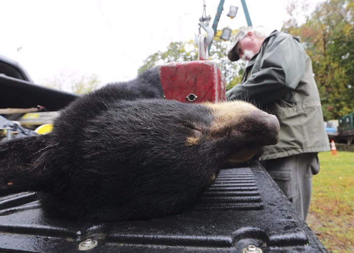 一名猎人将战利品绑在车上。