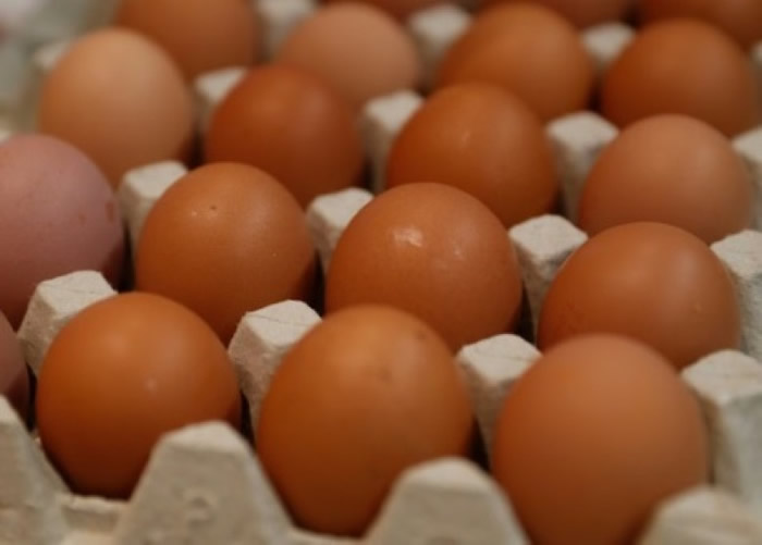 研究人员利用基因改造母鸡制平价药物。(资料图片)