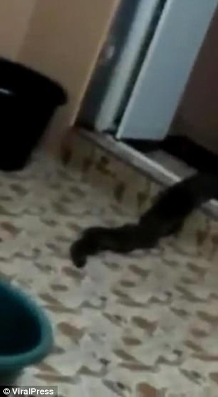 马来西亚亚罗士打市民居出现不明生物 形似蛇状探头张望