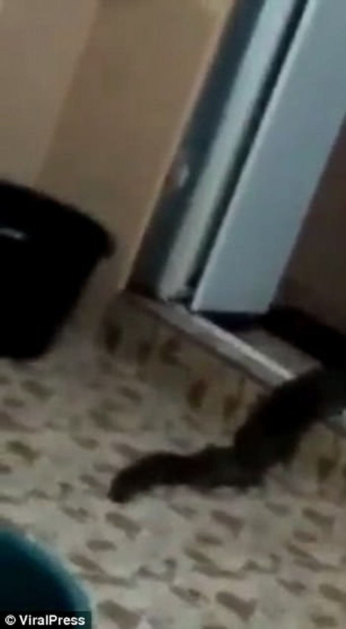 马来西亚亚罗士打市民居出现不明生物 形似蛇状探头张望