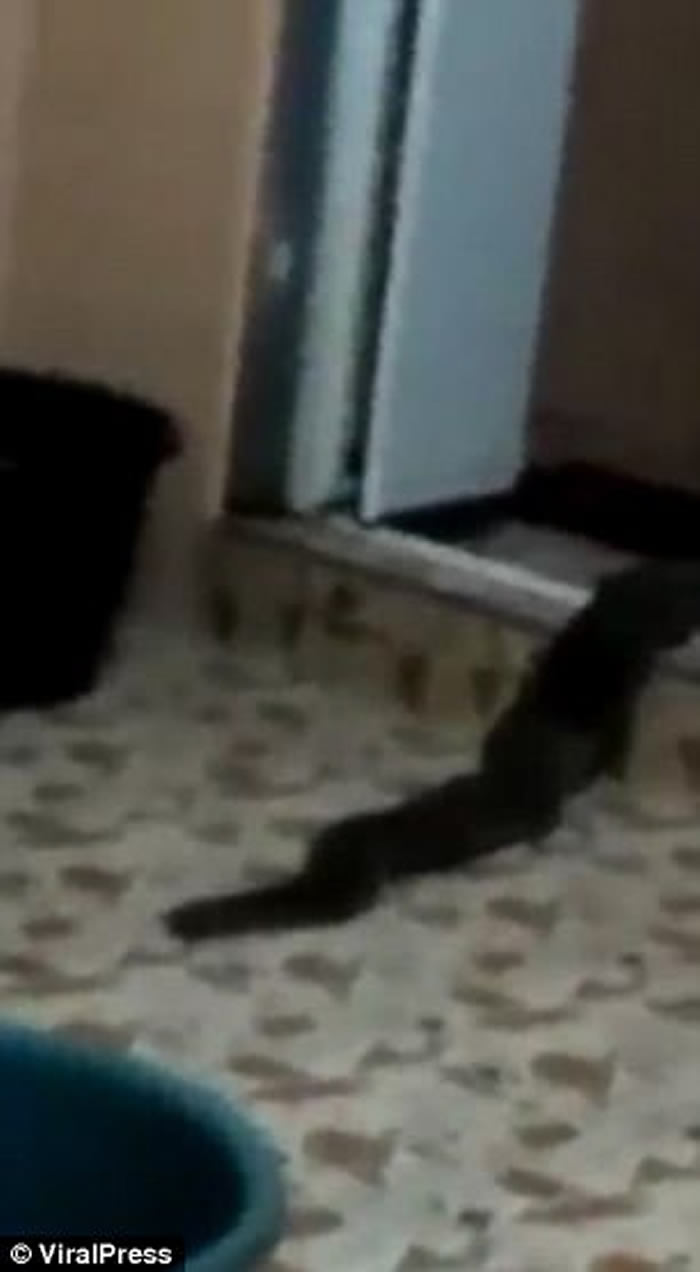 马来西亚亚罗士打市民居出现不明生物 形似蛇状探头张望