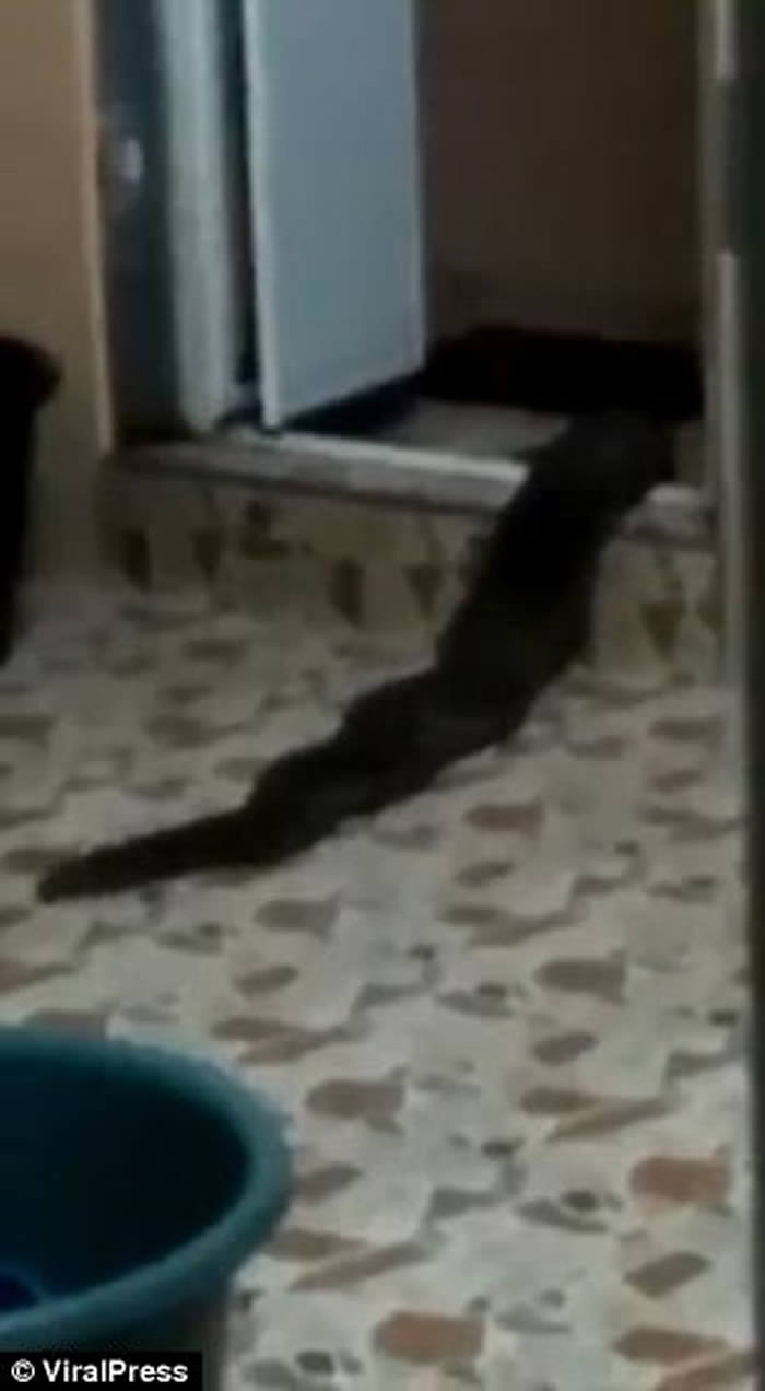 马来西亚亚罗士打市民居出现不明生物 形似蛇状探头张望