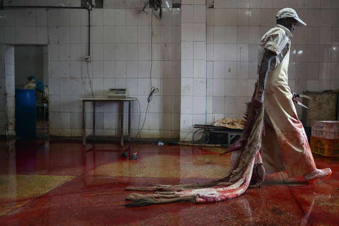 中国将驴皮用于制作传统药物,但因为该国的驴子数量不足,所以提高从国外进口驴皮的数量。这里是肯亚一间已获许可的驴子屠宰场,一名工人拖着一张将要处理的驴皮。 PHO