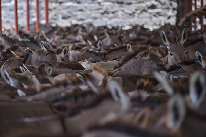 六个非洲国家已关闭屠宰场,试图遏止驴皮出口,但其他国家仍维持大规模的驴皮出口,如本照片所摄。 PHOTOGRAPH BY TONY KARUMBA, AFP/G