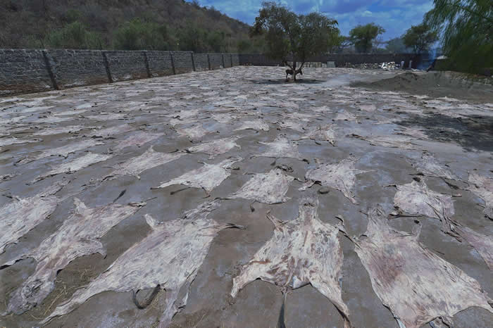 在肯亚一间已获许可的屠宰场里,驴皮在太阳下晒干,同时有一头驴子在树荫下望着这些驴皮。另一方面,南非大部分的驴皮交易都转为地下活动,野生动物走私犯购买驴皮,然后走