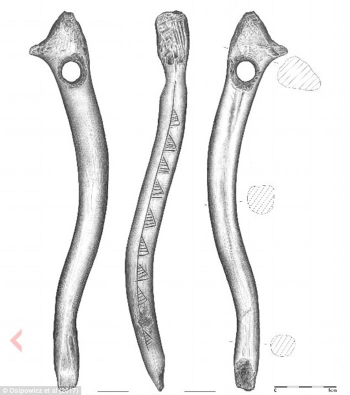 波兰出土的中石器时代鹿角杖揭示远古欧洲存在跨区人际交往