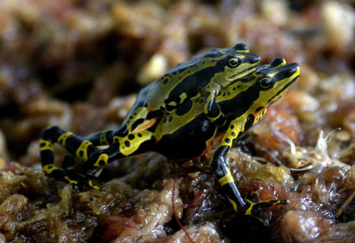 Atelopus spumarius�� PHOTOGRAPH BY RODRIGO BUENDIA, AFP, GETTY IMAGES