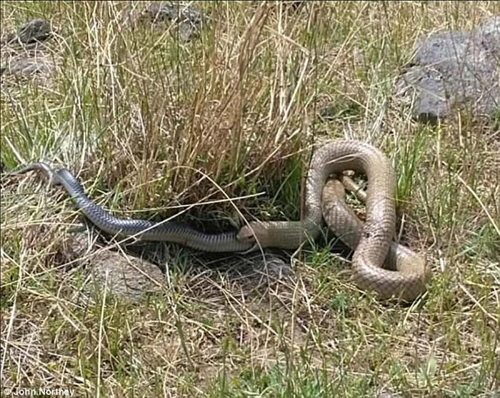 蛇吞蛇:澳洲维多利亚省农夫外出遛狗意外拍到东部拟眼镜蛇吞下另一条黑蛇