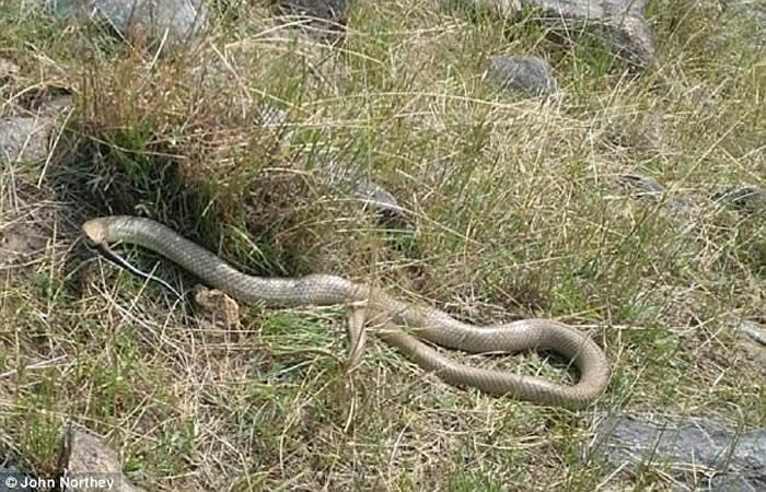 蛇吞蛇:澳洲维多利亚省农夫外出遛狗意外拍到东部拟眼镜蛇吞下另一条黑蛇