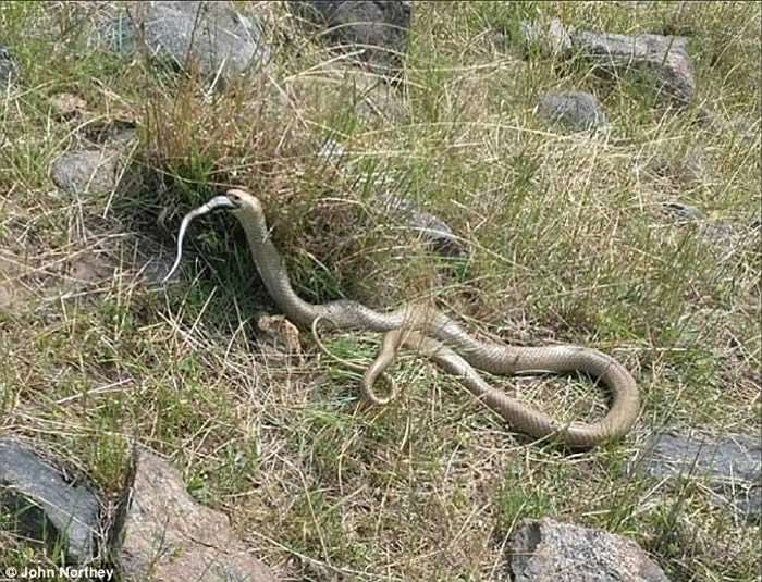 蛇吞蛇:澳洲维多利亚省农夫外出遛狗意外拍到东部拟眼镜蛇吞下另一条黑蛇