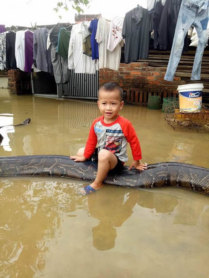 越南清化省3岁男童骑在6公尺长蟒蛇身上