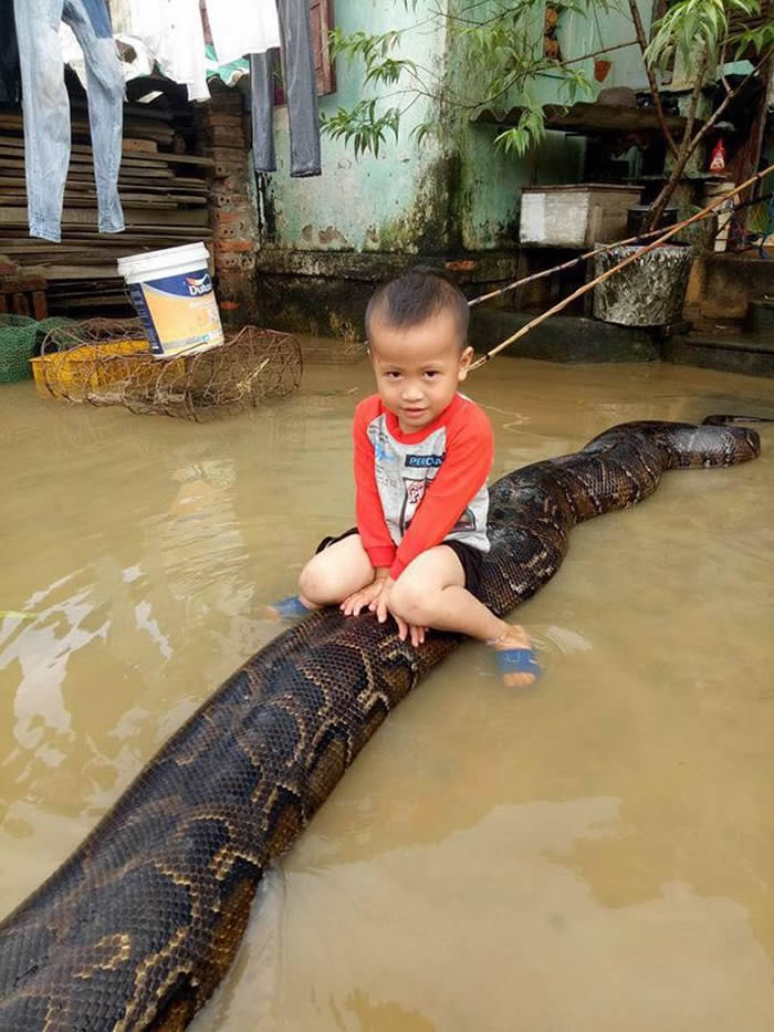 越南清化省3岁男童骑在6公尺长蟒蛇身上
