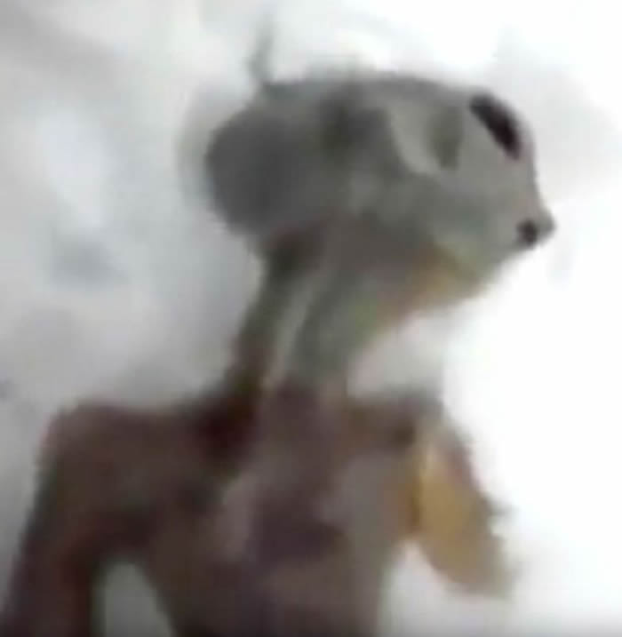 俄罗斯西伯利亚的伊尔库次克雪地发现外星人尸体?政府声明影片纯属恶作剧