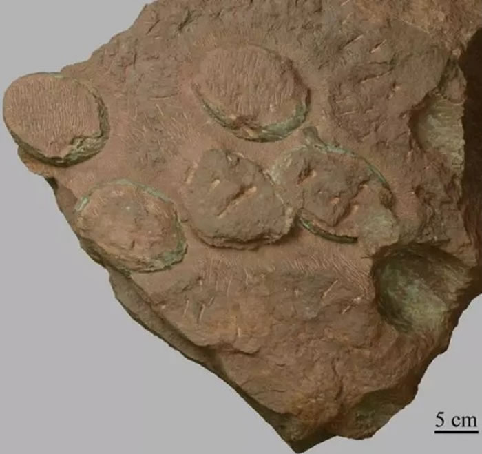 休宁伞形蛋蛋窝