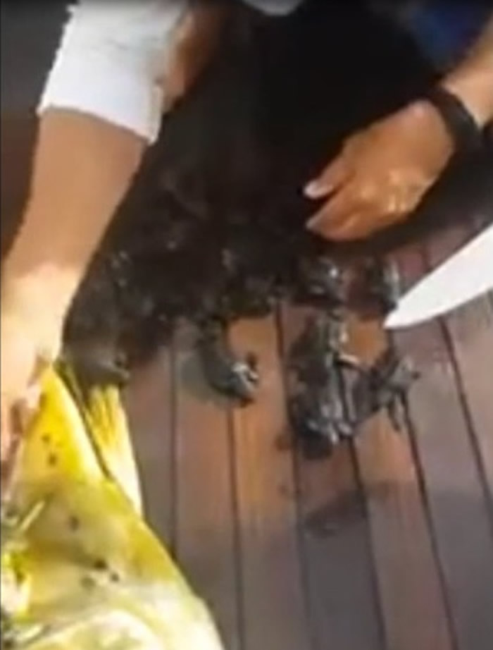 ī�������˲�׽��һ�������� ���Ǻ󾹷���������ʮֻС����